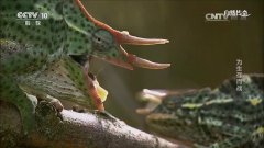 CCTV央视媒体 - CCTV-10《自然 传奇 》广告价格