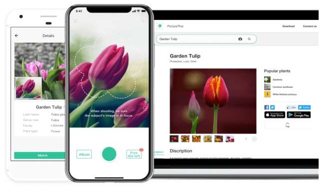 企业出海 - 出海开发者的一款 植物 识别App 被“送”上了欧洲