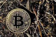 企业出海 - 佛罗里达 税收 部门接受比特币比特币现金支付