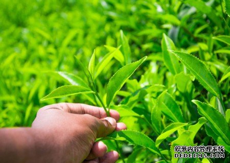 茶叶